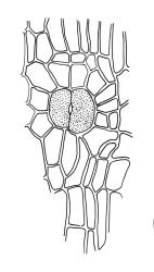 Orthotrichum hortense, stoma.
 Image: R.C. Wagstaff © All rights reserved. Redrawn with permission from Lewinsky (1984). 